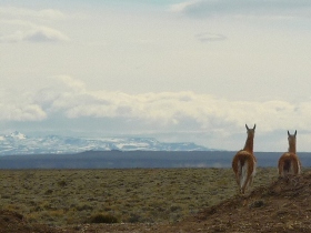Lamas de Patagonie - Absolu Voyages